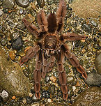 Psalmopoeus ecclesiasticus, San Cipriano Reserve, Colombia Tentative ID based on discussion in FB Tarantula group. With pedipals as long as to create a 9th and 10th leg.<br />
https://www.jungledragon.com/image/145574/tarantula_psalmopoeinae_-_side_view_san_cipriano_reserve_colombia.html<br />
https://www.jungledragon.com/image/145573/tarantula_psalmopoeinae_-_side_view_closeup_san_cipriano_reserve_colombia.html<br />
https://www.jungledragon.com/image/145576/tarantula_psalmopoeinae_-_head_san_cipriano_reserve_colombia.html Colombia,Colombia 2022,Geotagged,Psalmopoeus ecclesiasticus,San Cipriano Reserve,South America,Summer,World