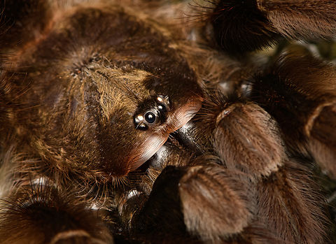 Psalmopoeus ecclesiasticus - head, San Cipriano Reserve, Colombia Tentative ID based on discussion in FB Tarantula group. With pedipals as long as to create a 9th and 10th leg.
https://www.jungledragon.com/image/145575/tarantula_psalmopoeinae_san_cipriano_reserve_colombia.html
https://www.jungledragon.com/image/145574/tarantula_psalmopoeinae_-_side_view_san_cipriano_reserve_colombia.html
https://www.jungledragon.com/image/145573/tarantula_psalmopoeinae_-_side_view_closeup_san_cipriano_reserve_colombia.html Colombia,Colombia 2022,Geotagged,Psalmopoeus ecclesiasticus,San Cipriano Reserve,South America,Summer,World