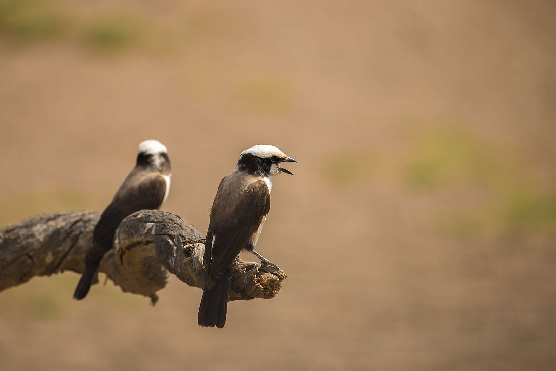Northern White-crowned Shrike singing in Central Serengeti  Africa,Eurocephalus rueppelli,Eurocephalus ruppelli,Northern White-crowned Shrike,Northern white-crowned shrike,Serengeti Central,Serengeti National Park,Serengeti area,Tanzania
