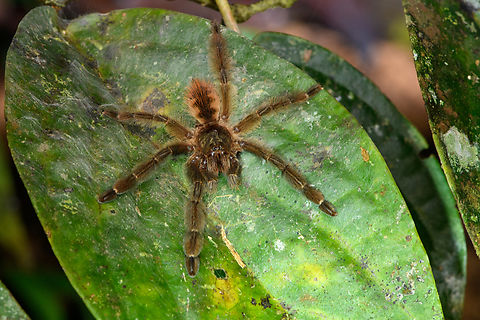 Tarantula on leaf, San Cipriano Reserve, Colombia Found a few minutes later after this:
https://www.jungledragon.com/image/145574/tarantula_psalmopoeinae_-_side_view_san_cipriano_reserve_colombia.html Colombia,Colombia 2022,Geotagged,San Cipriano Reserve,South America,Summer,World