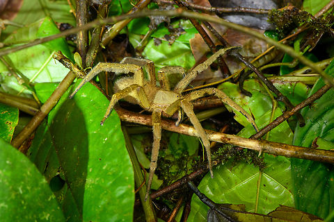 Phoneutria sp., San Cipriano Reserve, Colombia From the genus Phoneutria (Brazilian Wandering Spiders), this is either Phoneutria depilata or Phoneutria fera (Brazilian Wandering Spider, a notorious species). I'm not sure how to tell them apart. Colombia,Colombia 2022,Geotagged,San Cipriano Reserve,South America,Summer,World