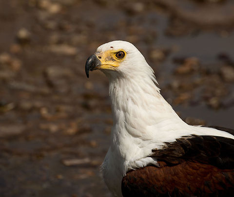 Closeup of African Fish Eagle, Central Serengeti This one landed in front of our jeep, and didn't move. Likely it had targetted something and did not want to give it up. We never saw what it was though. Africa,African Fish Eagle,Haliaeetus vocifer,Serengeti Central,Serengeti National Park,Serengeti area,Tanzania