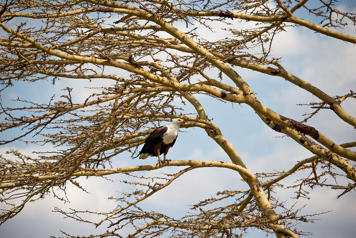 African Fish Eagle in Yellow Fever Tree, Central Serengeti, Tanzania  Africa,African Fish Eagle,Haliaeetus vocifer,Serengeti Central,Serengeti National Park,Serengeti area,Tanzania