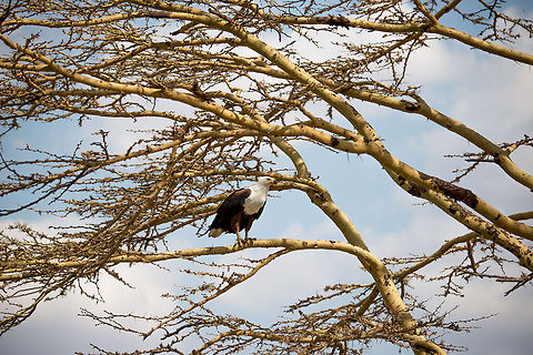 African Fish Eagle in Yellow Fever Tree, Central Serengeti, Tanzania  Africa,African Fish Eagle,Haliaeetus vocifer,Serengeti Central,Serengeti National Park,Serengeti area,Tanzania