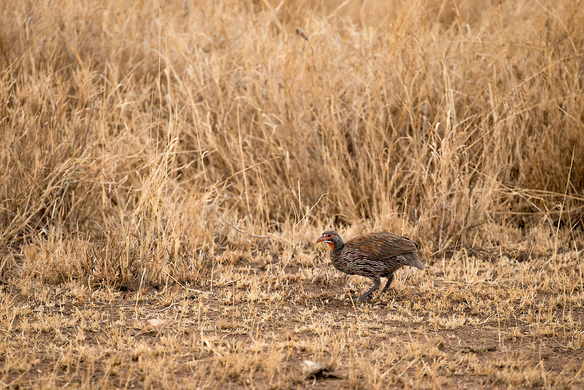 Grey-breasted Spurfowl in Central Serengeti A shy bird, only distributed only in specific parts of Tanzania. It comes out in the early morning and late afternoon to find seeds and insects in the open grasslands, alone or in a group. Africa,Grey-breasted Spurfowl,Pternistis rufopictus,Serengeti Central,Serengeti National Park,Serengeti area,Tanzania