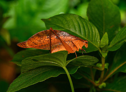 Orophus sp., San Cipriano Reserve, Colombia  Colombia,Colombia 2022,Geotagged,San Cipriano Reserve,South America,Summer,World