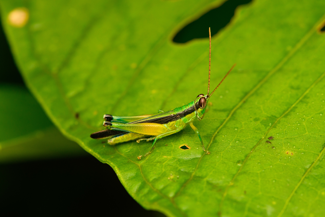 Stenopola puncticeps ssp. eumera, San Cipriano Reserve, Colombia  Colombia,Colombia 2022,Geotagged,San Cipriano Reserve,South America,Stenopola puncticeps,Summer,World