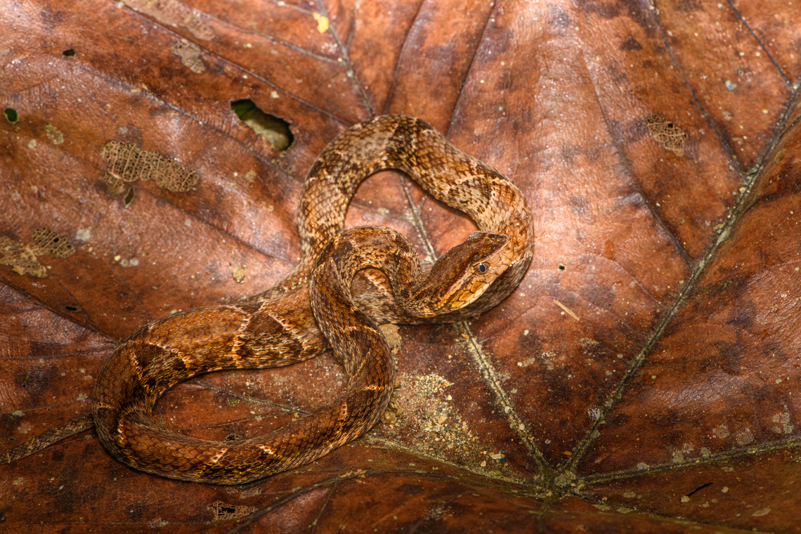 Fer-de-lance, San Cipriano Reserve, Colombia Colombia&#039;s most notorious snake, above all because it is often found near human settlements. Over the years, we&#039;ve encountered this viper three times. Never did it show any active aggression, rather a defensive irritation due to the meeting itself. Still, it&#039;s not a snake to joke around with. There&#039;s a major difference between seeing one as a visitor and having one in your backyard, with pets and young children around.<br />
<figure class="photo"><a href="https://www.jungledragon.com/image/145666/fer-de-lance_san_cipriano_reserve_colombia.html" title="Fer-de-lance, San Cipriano Reserve, Colombia"><img src="https://s3.amazonaws.com/media.jungledragon.com/images/2/145666_thumb.jpg?AWSAccessKeyId=05GMT0V3GWVNE7GGM1R2&Expires=1759968010&Signature=TGNbrO6sPqFHO4lDQLqRVdRcsgw%3D" width="200" height="134" alt="Fer-de-lance, San Cipriano Reserve, Colombia Colombia&#039;s most notorious snake, above all because it is often found near human settlements. Over the years, we&#039;ve encountered this viper three times. Never did it show any active aggression, rather a defensive irritation due to the meeting itself. Still, it&#039;s not a snake to joke around with. There&#039;s a major difference between seeing one as a visitor and having one in your backyard, with pets and young children around.<br />
https://www.jungledragon.com/image/145665/fer-de-lance_san_cipriano_reserve_colombia.html Bothrops asper,Colombia,Colombia 2022,Fer-de-lance,Geotagged,San Cipriano Reserve,South America,Summer,World" /></a></figure> Bothrops asper,Colombia,Colombia 2022,Fer-de-lance,Geotagged,San Cipriano Reserve,South America,Summer,World