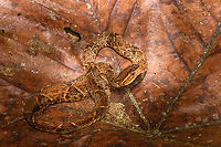 Fer-de-lance, San Cipriano Reserve, Colombia Colombia's most notorious snake, above all because it is often found near human settlements. Over the years, we've encountered this viper three times. Never did it show any active aggression, rather a defensive irritation due to the meeting itself. Still, it's not a snake to joke around with. There's a major difference between seeing one as a visitor and having one in your backyard, with pets and young children around.<br />
https://www.jungledragon.com/image/145666/fer-de-lance_san_cipriano_reserve_colombia.html Bothrops asper,Colombia,Colombia 2022,Fer-de-lance,Geotagged,San Cipriano Reserve,South America,Summer,World