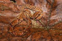 Fer-de-lance, San Cipriano Reserve, Colombia Colombia's most notorious snake, above all because it is often found near human settlements. Over the years, we've encountered this viper three times. Never did it show any active aggression, rather a defensive irritation due to the meeting itself. Still, it's not a snake to joke around with. There's a major difference between seeing one as a visitor and having one in your backyard, with pets and young children around.<br />
https://www.jungledragon.com/image/145665/fer-de-lance_san_cipriano_reserve_colombia.html Bothrops asper,Colombia,Colombia 2022,Fer-de-lance,Geotagged,San Cipriano Reserve,South America,Summer,World