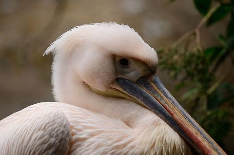 White Pelican closeup Closeup of a lreg White Pelica in the Rhenen zoo, the Netherlands. Birds,Great White Pelican,Pelecanus onocrotalus,Pelican,Rhenen Zoo