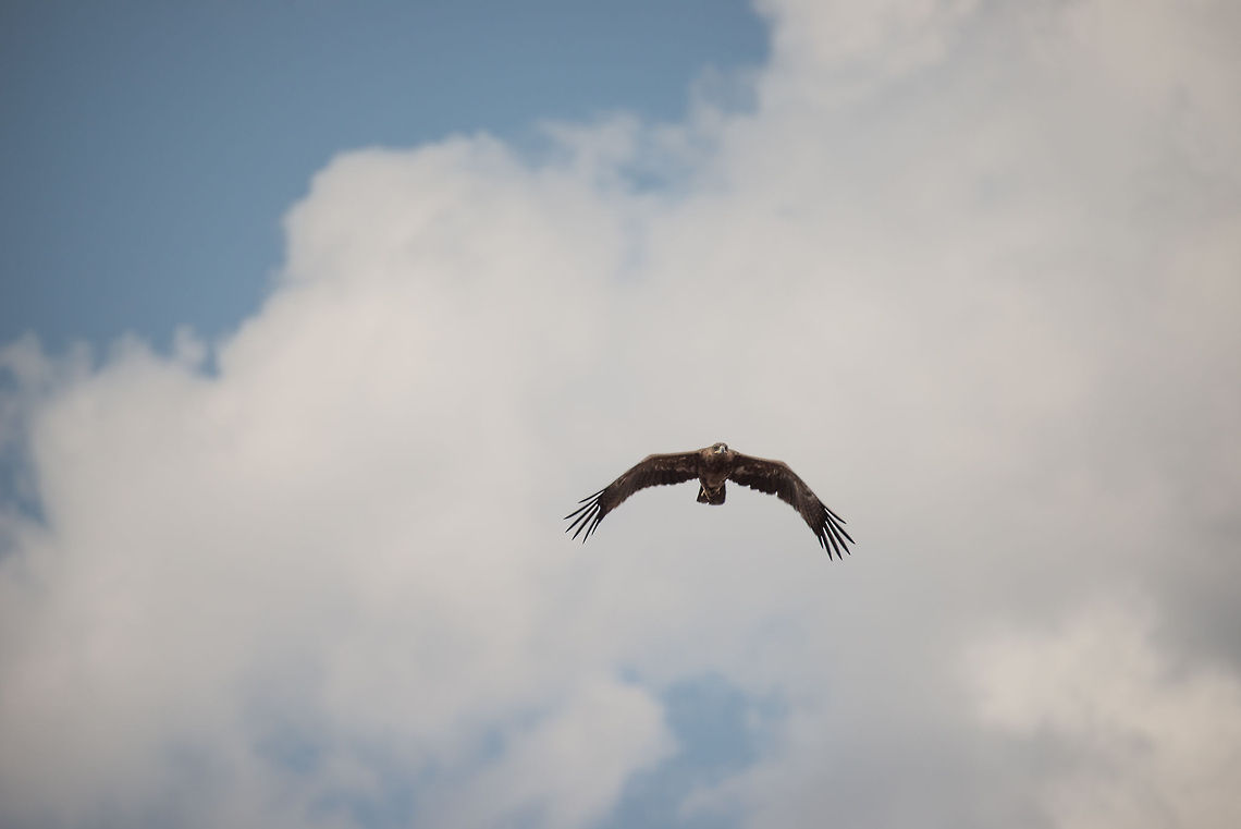 Tawny Eagle in mid-air, Central Serengeti  Africa,Aquila rapax,Serengeti Central,Serengeti National Park,Serengeti area,Tanzania,Tawny Eagle