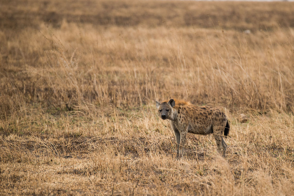 Spotted Hyena observing cheetahs, Serengeti This Spotted Hyena was persisting in circling two cheetahs resting further ahead. It was always ensure a minimum distance, and obnoxiously was acting as if it was *not* following them, but the point was clear: kill for me, so that I can steal it. Africa,Crocuta crocuta,Serengeti Central,Serengeti National Park,Serengeti area,Spotted Hyena,Tanzania