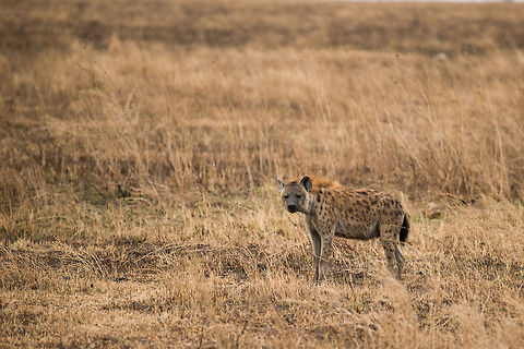 Spotted Hyena observing cheetahs, Serengeti This Spotted Hyena was persisting in circling two cheetahs resting further ahead. It was always ensure a minimum distance, and obnoxiously was acting as if it was *not* following them, but the point was clear: kill for me, so that I can steal it. Africa,Crocuta crocuta,Serengeti Central,Serengeti National Park,Serengeti area,Spotted Hyena,Tanzania