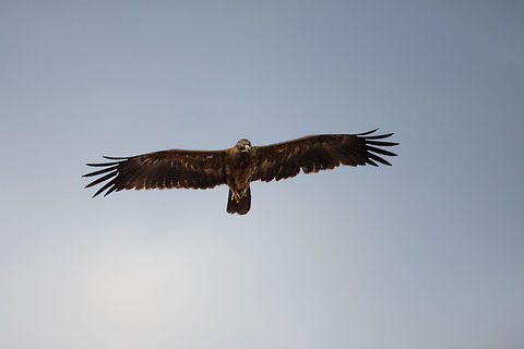 Tawny Eagle surveying Serengeti grasslands, Tanzania I'm figuring the Serengeti must be awesome for birds of prey: endless grass plains, an abundance of wildlife, and very few places to hide. Africa,Aquila rapax,Serengeti Central,Serengeti National Park,Serengeti area,Tanzania,Tawny Eagle