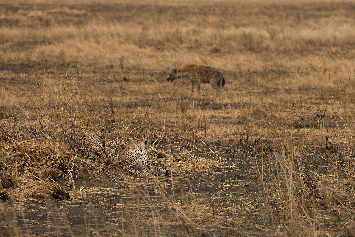 Cheetahs annoyed by Hyena, Serengeti Two young cheetahs are trying to chill during the hottest time of day, if only this persistent Hyena would not circle them. Likely, the Hyena is waiting for the Cheetahs to kill, after which he/she can steal it. Although cheetahs are big cats, they are not the strongest of cats. Built for speed, compromises had to be made in their build. Acinonyx jubatus,Africa,Cheetah,Serengeti Central,Serengeti National Park,Serengeti area,Tanzania