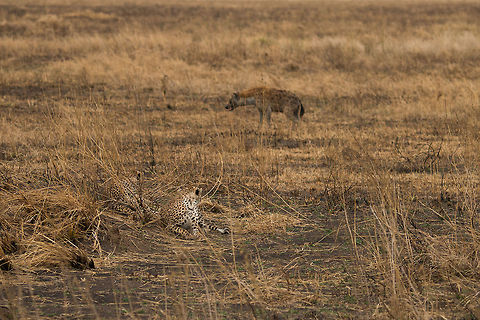 Cheetahs annoyed by Hyena, Serengeti Two young cheetahs are trying to chill during the hottest time of day, if only this persistent Hyena would not circle them. Likely, the Hyena is waiting for the Cheetahs to kill, after which he/she can steal it. Although cheetahs are big cats, they are not the strongest of cats. Built for speed, compromises had to be made in their build. Acinonyx jubatus,Africa,Cheetah,Serengeti Central,Serengeti National Park,Serengeti area,Tanzania