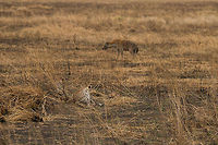 Cheetahs annoyed by Hyena, Serengeti Two young cheetahs are trying to chill during the hottest time of day, if only this persistent Hyena would not circle them. Likely, the Hyena is waiting for the Cheetahs to kill, after which he/she can steal it. Although cheetahs are big cats, they are not the strongest of cats. Built for speed, compromises had to be made in their build. Acinonyx jubatus,Africa,Cheetah,Serengeti Central,Serengeti National Park,Serengeti area,Tanzania