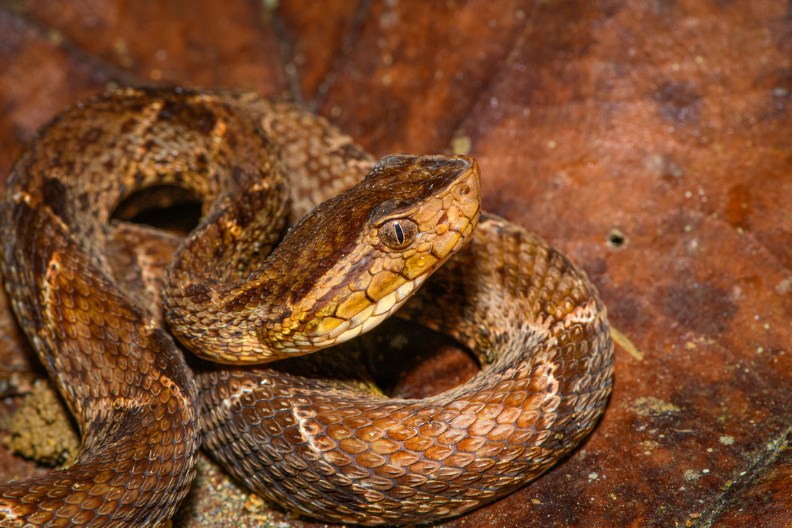 Fer-de-lance - closeup, San Cipriano Reserve, Colombia One more closeup of this controversial snake, and as close as I&#039;m willing to go :)<br />
<figure class="photo"><a href="https://www.jungledragon.com/image/145665/fer-de-lance_san_cipriano_reserve_colombia.html" title="Fer-de-lance, San Cipriano Reserve, Colombia"><img src="https://s3.amazonaws.com/media.jungledragon.com/images/2/145665_thumb.jpg?AWSAccessKeyId=05GMT0V3GWVNE7GGM1R2&Expires=1759968010&Signature=dJ2vvDBOq4Fxp5ODjJDmDTgGETU%3D" width="200" height="134" alt="Fer-de-lance, San Cipriano Reserve, Colombia Colombia&#039;s most notorious snake, above all because it is often found near human settlements. Over the years, we&#039;ve encountered this viper three times. Never did it show any active aggression, rather a defensive irritation due to the meeting itself. Still, it&#039;s not a snake to joke around with. There&#039;s a major difference between seeing one as a visitor and having one in your backyard, with pets and young children around.<br />
https://www.jungledragon.com/image/145666/fer-de-lance_san_cipriano_reserve_colombia.html Bothrops asper,Colombia,Colombia 2022,Fer-de-lance,Geotagged,San Cipriano Reserve,South America,Summer,World" /></a></figure> Bothrops asper,Colombia,Colombia 2022,Fer-de-lance,Geotagged,San Cipriano Reserve,South America,Summer,World