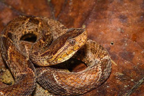 Fer-de-lance - closeup, San Cipriano Reserve, Colombia One more closeup of this controversial snake, and as close as I'm willing to go :)
https://www.jungledragon.com/image/145665/fer-de-lance_san_cipriano_reserve_colombia.html Bothrops asper,Colombia,Colombia 2022,Fer-de-lance,Geotagged,San Cipriano Reserve,South America,Summer,World
