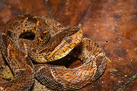Fer-de-lance - closeup, San Cipriano Reserve, Colombia One more closeup of this controversial snake, and as close as I'm willing to go :)<br />
https://www.jungledragon.com/image/145665/fer-de-lance_san_cipriano_reserve_colombia.html Bothrops asper,Colombia,Colombia 2022,Fer-de-lance,Geotagged,San Cipriano Reserve,South America,Summer,World