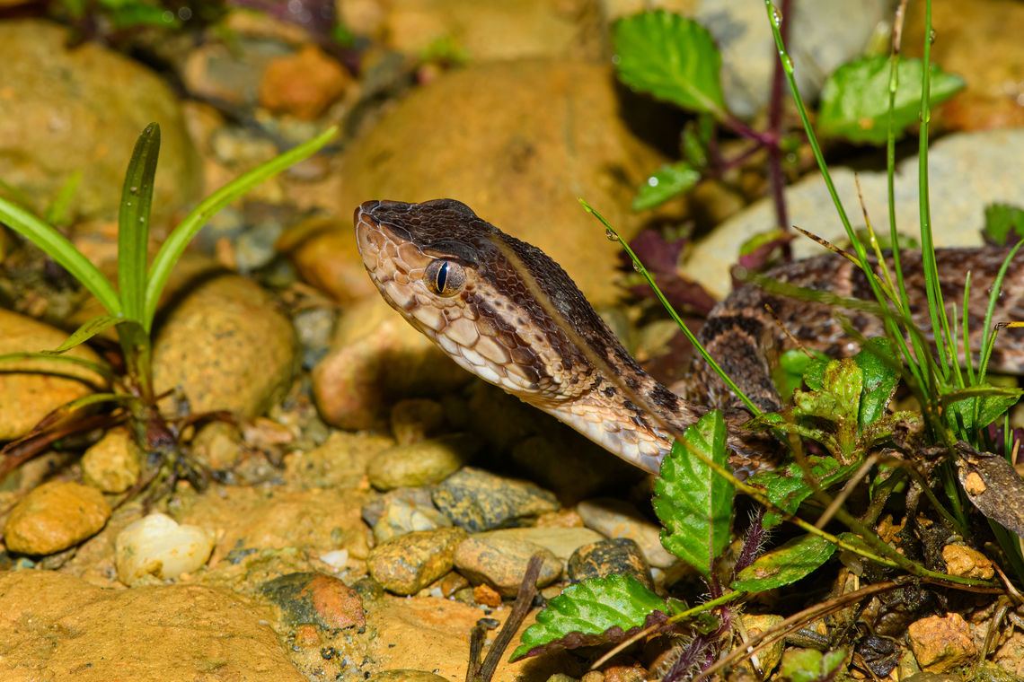 Fer-de-lance #2 - closeup, San Cipriano Reserve, Colombia Second individual found during the same night tour.<br />
<figure class="photo"><a href="https://www.jungledragon.com/image/145768/fer-de-lance_2_san_cipriano_reserve_colombia.html" title="Fer-de-lance #2, San Cipriano Reserve, Colombia"><img src="https://s3.amazonaws.com/media.jungledragon.com/images/2/145768_thumb.jpg?AWSAccessKeyId=05GMT0V3GWVNE7GGM1R2&Expires=1759968010&Signature=KI4B3o1sTEYrfO2Xvtfy96XsvF0%3D" width="200" height="134" alt="Fer-de-lance #2, San Cipriano Reserve, Colombia Second individual found during the same night tour.<br />
https://www.jungledragon.com/image/145767/fer-de-lance_2_-_closeup_san_cipriano_reserve_colombia.html<br />
First individual:<br />
<br />
https://www.jungledragon.com/image/145766/fer-de-lance_-_closeup_san_cipriano_reserve_colombia.html Bothrops asper,Colombia,Colombia 2022,Fer-de-lance,Geotagged,San Cipriano Reserve,South America,Summer,World" /></a></figure><br />
First individual:<br />
<br />
<figure class="photo"><a href="https://www.jungledragon.com/image/145766/fer-de-lance_-_closeup_san_cipriano_reserve_colombia.html" title="Fer-de-lance - closeup, San Cipriano Reserve, Colombia"><img src="https://s3.amazonaws.com/media.jungledragon.com/images/2/145766_thumb.jpg?AWSAccessKeyId=05GMT0V3GWVNE7GGM1R2&Expires=1759968010&Signature=AqCRrXsA5veT%2FcjeYT4s7HyOnwY%3D" width="200" height="134" alt="Fer-de-lance - closeup, San Cipriano Reserve, Colombia One more closeup of this controversial snake, and as close as I&#039;m willing to go :)<br />
https://www.jungledragon.com/image/145665/fer-de-lance_san_cipriano_reserve_colombia.html Bothrops asper,Colombia,Colombia 2022,Fer-de-lance,Geotagged,San Cipriano Reserve,South America,Summer,World" /></a></figure> Bothrops asper,Colombia,Colombia 2022,Fer-de-lance,Geotagged,San Cipriano Reserve,South America,Summer,World