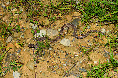 Fer-de-lance #2, San Cipriano Reserve, Colombia Second individual found during the same night tour.
https://www.jungledragon.com/image/145767/fer-de-lance_2_-_closeup_san_cipriano_reserve_colombia.html
First individual:

https://www.jungledragon.com/image/145766/fer-de-lance_-_closeup_san_cipriano_reserve_colombia.html Bothrops asper,Colombia,Colombia 2022,Fer-de-lance,Geotagged,San Cipriano Reserve,South America,Summer,World
