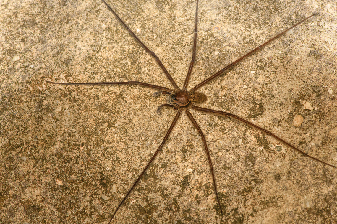 Lycosoidea 2, San Cipriano Reserve, Colombia Several of these large spiders were found on the San Cipriano water supply system, a large concrete pipe situated next to the road. Different individual:<br />
<figure class="photo"><a href="https://www.jungledragon.com/image/145770/lycosoidea_1_san_cipriano_reserve_colombia.html" title="Lycosoidea 1, San Cipriano Reserve, Colombia"><img src="https://s3.amazonaws.com/media.jungledragon.com/images/2/145770_thumb.jpg?AWSAccessKeyId=05GMT0V3GWVNE7GGM1R2&Expires=1761782410&Signature=QD1f02oL2CT1EG8Y2FwTYpua%2BDk%3D" width="200" height="134" alt="Lycosoidea 1, San Cipriano Reserve, Colombia Several of these large spiders were found on the San Cipriano water supply system, a large concrete pipe situated next to the road. Different individual:<br />
https://www.jungledragon.com/image/145769/lycosoidea_2_san_cipriano_reserve_colombia.html Colombia,Colombia 2022,Geotagged,San Cipriano Reserve,South America,Summer,World" /></a></figure> Colombia,Colombia 2022,Geotagged,San Cipriano Reserve,South America,Summer,World