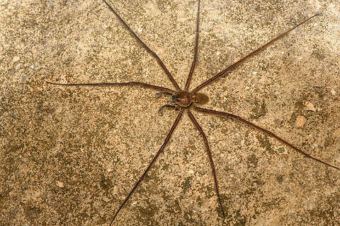 Lycosoidea 2, San Cipriano Reserve, Colombia Several of these large spiders were found on the San Cipriano water supply system, a large concrete pipe situated next to the road. Different individual:
https://www.jungledragon.com/image/145770/lycosoidea_1_san_cipriano_reserve_colombia.html Colombia,Colombia 2022,Geotagged,San Cipriano Reserve,South America,Summer,World