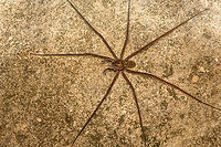 Lycosoidea 2, San Cipriano Reserve, Colombia Several of these large spiders were found on the San Cipriano water supply system, a large concrete pipe situated next to the road. Different individual:<br />
https://www.jungledragon.com/image/145770/lycosoidea_1_san_cipriano_reserve_colombia.html Colombia,Colombia 2022,Geotagged,San Cipriano Reserve,South America,Summer,World