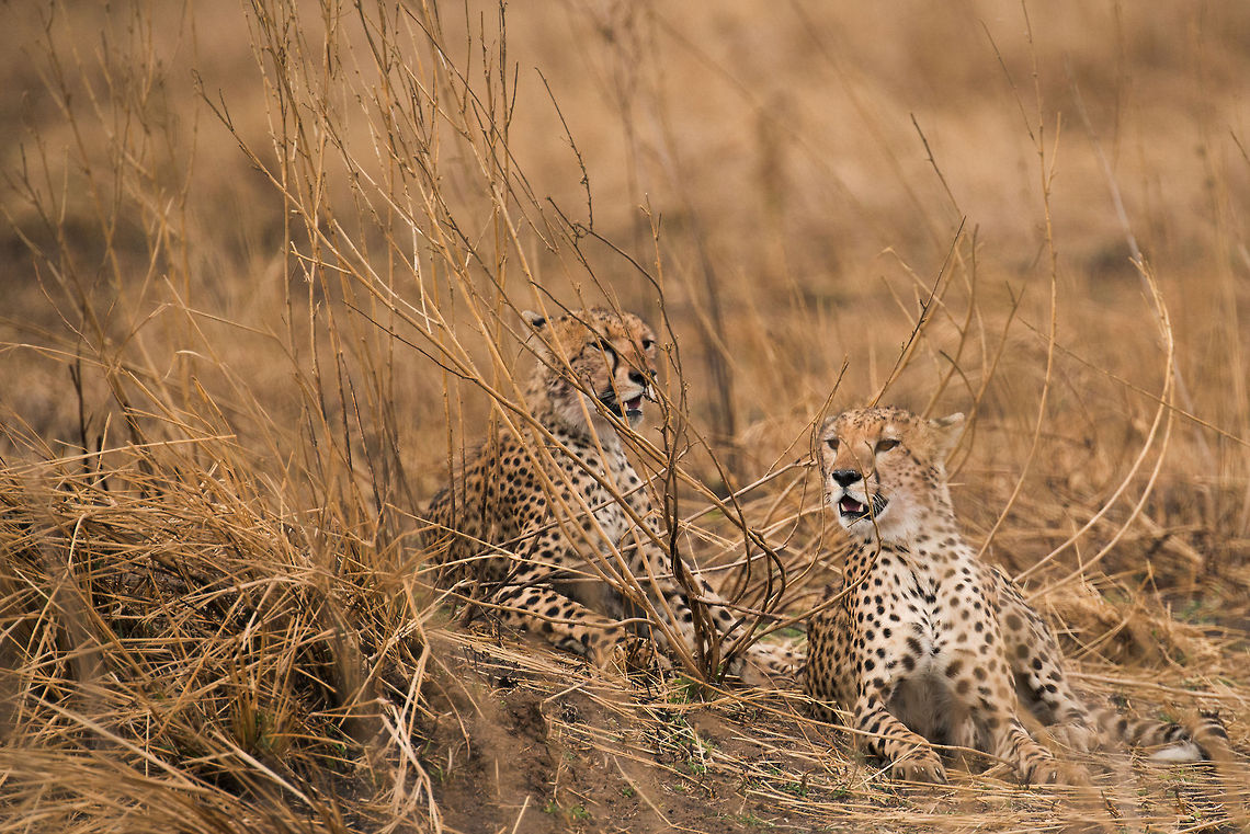 Two cheetahs resting in tall grass, Serengeti  Acinonyx jubatus,Africa,Cheetah,Serengeti Central,Serengeti National Park,Serengeti area,Tanzania