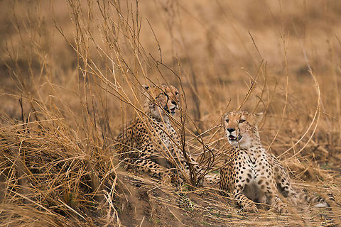 Two cheetahs resting in tall grass, Serengeti  Acinonyx jubatus,Africa,Cheetah,Serengeti Central,Serengeti National Park,Serengeti area,Tanzania