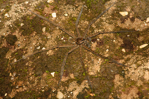 Lycosoidea 1, San Cipriano Reserve, Colombia Several of these large spiders were found on the San Cipriano water supply system, a large concrete pipe situated next to the road. Different individual:
https://www.jungledragon.com/image/145769/lycosoidea_2_san_cipriano_reserve_colombia.html Colombia,Colombia 2022,Geotagged,San Cipriano Reserve,South America,Summer,World