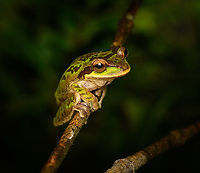 Green Masked Tree Frog, San Cipriano Reserve, Colombia Another nightly encounter with this species. This individual seems unusually green compared to other photos I've seen.<br />
https://www.jungledragon.com/image/145772/green_masked_tree_frog_-_closeup_san_cipriano_reserve_colombia.html<br />
https://www.jungledragon.com/image/145773/green_masked_tree_frog_-_back_side_san_cipriano_reserve_colombia.html Colombia,Colombia 2022,Geotagged,Masked Tree Frog,San Cipriano Reserve,Smilisca phaeota,South America,Summer,World