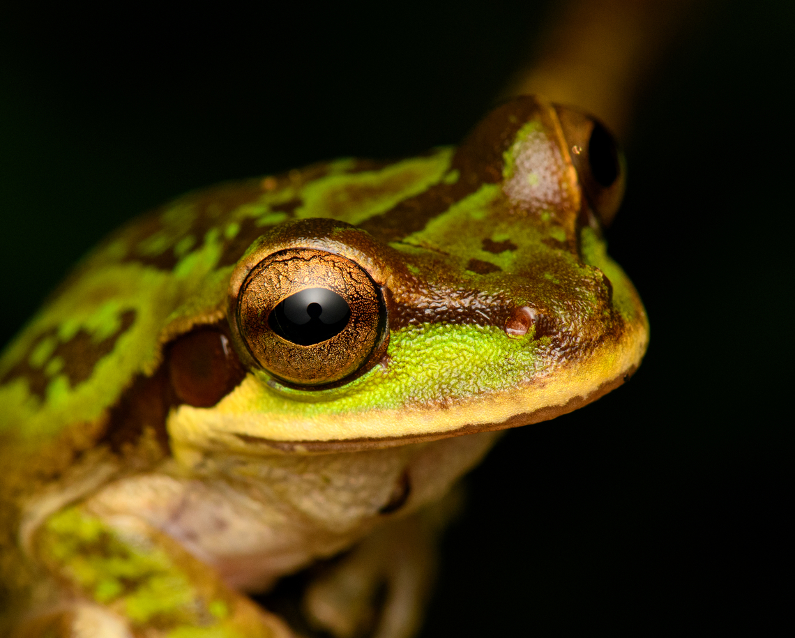 Green Masked Tree Frog - closeup, San Cipriano Reserve, Colombia Another nightly encounter with this species. This individual seems unusually green compared to other photos I&#039;ve seen.<br />
<figure class="photo"><a href="https://www.jungledragon.com/image/145771/green_masked_tree_frog_san_cipriano_reserve_colombia.html" title="Green Masked Tree Frog, San Cipriano Reserve, Colombia"><img src="https://s3.amazonaws.com/media.jungledragon.com/images/2/145771_thumb.jpg?AWSAccessKeyId=05GMT0V3GWVNE7GGM1R2&Expires=1767225610&Signature=abkFpcyYVvj91ncCrdxUlQgQIRA%3D" width="200" height="174" alt="Green Masked Tree Frog, San Cipriano Reserve, Colombia Another nightly encounter with this species. This individual seems unusually green compared to other photos I&#039;ve seen.<br />
https://www.jungledragon.com/image/145772/green_masked_tree_frog_-_closeup_san_cipriano_reserve_colombia.html<br />
https://www.jungledragon.com/image/145773/green_masked_tree_frog_-_back_side_san_cipriano_reserve_colombia.html Colombia,Colombia 2022,Geotagged,Masked Tree Frog,San Cipriano Reserve,Smilisca phaeota,South America,Summer,World" /></a></figure><br />
<figure class="photo"><a href="https://www.jungledragon.com/image/145773/green_masked_tree_frog_-_back_side_san_cipriano_reserve_colombia.html" title="Green Masked Tree Frog - back side, San Cipriano Reserve, Colombia"><img src="https://s3.amazonaws.com/media.jungledragon.com/images/2/145773_thumb.jpg?AWSAccessKeyId=05GMT0V3GWVNE7GGM1R2&Expires=1767225610&Signature=W5aGgFssfH0yEO4bGN92O8gVjUs%3D" width="200" height="198" alt="Green Masked Tree Frog - back side, San Cipriano Reserve, Colombia Another nightly encounter with this species. This individual seems unusually green compared to other photos I&#039;ve seen.<br />
https://www.jungledragon.com/image/145771/green_masked_tree_frog_san_cipriano_reserve_colombia.html<br />
https://www.jungledragon.com/image/145772/green_masked_tree_frog_-_closeup_san_cipriano_reserve_colombia.html Colombia,Colombia 2022,Geotagged,Masked Tree Frog,San Cipriano Reserve,Smilisca phaeota,South America,Summer,World" /></a></figure> Colombia,Colombia 2022,Geotagged,Masked Tree Frog,San Cipriano Reserve,Smilisca phaeota,South America,Summer,World