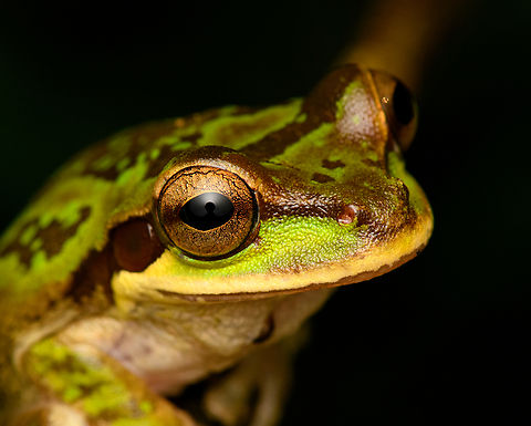 Green Masked Tree Frog - closeup, San Cipriano Reserve, Colombia Another nightly encounter with this species. This individual seems unusually green compared to other photos I've seen.
https://www.jungledragon.com/image/145771/green_masked_tree_frog_san_cipriano_reserve_colombia.html
https://www.jungledragon.com/image/145773/green_masked_tree_frog_-_back_side_san_cipriano_reserve_colombia.html Colombia,Colombia 2022,Geotagged,Masked Tree Frog,San Cipriano Reserve,Smilisca phaeota,South America,Summer,World