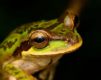 Green Masked Tree Frog - closeup, San Cipriano Reserve, Colombia Another nightly encounter with this species. This individual seems unusually green compared to other photos I've seen.<br />
https://www.jungledragon.com/image/145771/green_masked_tree_frog_san_cipriano_reserve_colombia.html<br />
https://www.jungledragon.com/image/145773/green_masked_tree_frog_-_back_side_san_cipriano_reserve_colombia.html Colombia,Colombia 2022,Geotagged,Masked Tree Frog,San Cipriano Reserve,Smilisca phaeota,South America,Summer,World