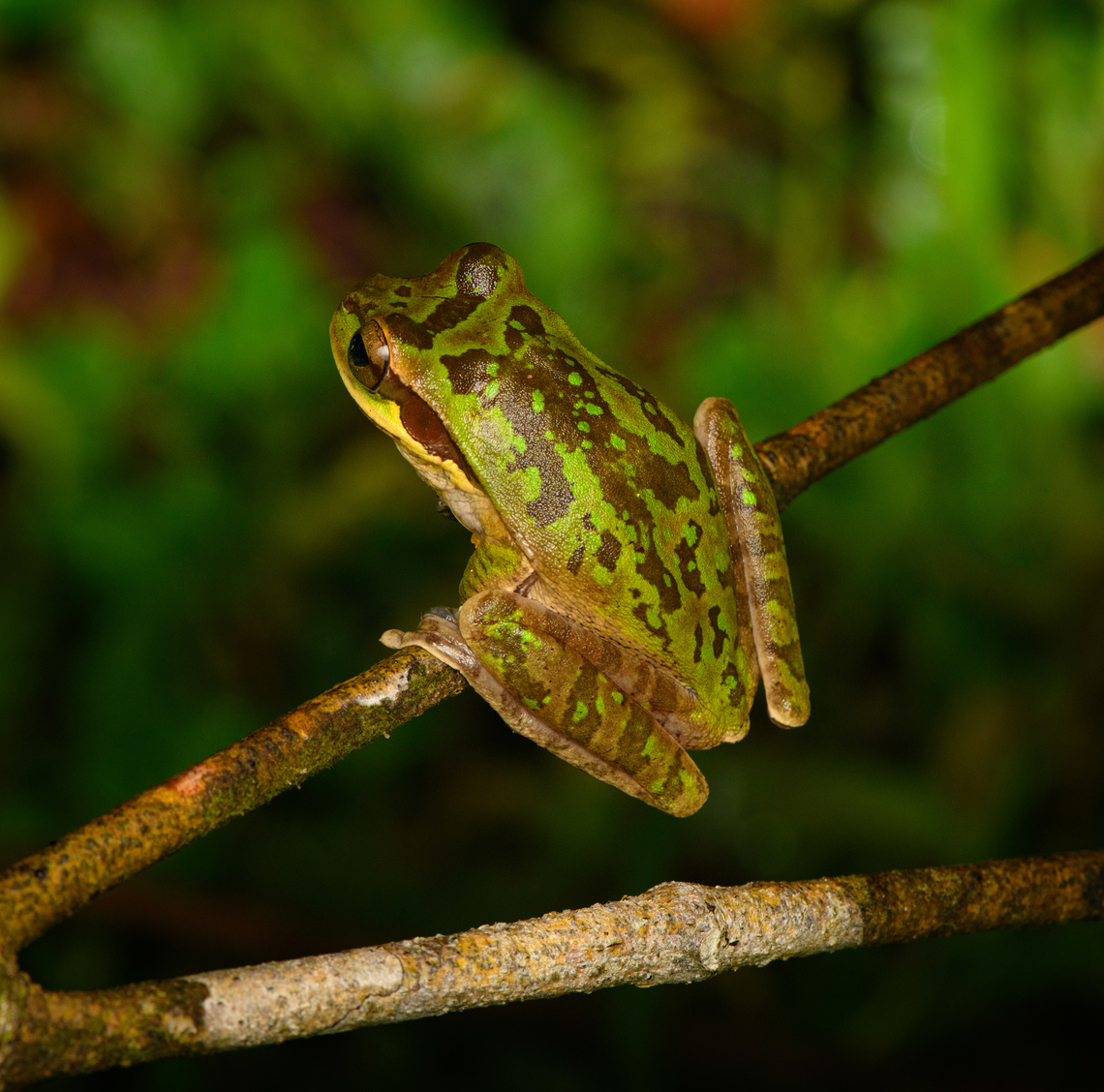 Green Masked Tree Frog - back side, San Cipriano Reserve, Colombia Another nightly encounter with this species. This individual seems unusually green compared to other photos I&#039;ve seen.<br />
<figure class="photo"><a href="https://www.jungledragon.com/image/145771/green_masked_tree_frog_san_cipriano_reserve_colombia.html" title="Green Masked Tree Frog, San Cipriano Reserve, Colombia"><img src="https://s3.amazonaws.com/media.jungledragon.com/images/2/145771_thumb.jpg?AWSAccessKeyId=05GMT0V3GWVNE7GGM1R2&Expires=1759968010&Signature=SaglK5nidP4VS751Reebe9jCpo8%3D" width="200" height="174" alt="Green Masked Tree Frog, San Cipriano Reserve, Colombia Another nightly encounter with this species. This individual seems unusually green compared to other photos I&#039;ve seen.<br />
https://www.jungledragon.com/image/145772/green_masked_tree_frog_-_closeup_san_cipriano_reserve_colombia.html<br />
https://www.jungledragon.com/image/145773/green_masked_tree_frog_-_back_side_san_cipriano_reserve_colombia.html Colombia,Colombia 2022,Geotagged,Masked Tree Frog,San Cipriano Reserve,Smilisca phaeota,South America,Summer,World" /></a></figure><br />
<figure class="photo"><a href="https://www.jungledragon.com/image/145772/green_masked_tree_frog_-_closeup_san_cipriano_reserve_colombia.html" title="Green Masked Tree Frog - closeup, San Cipriano Reserve, Colombia"><img src="https://s3.amazonaws.com/media.jungledragon.com/images/2/145772_thumb.jpg?AWSAccessKeyId=05GMT0V3GWVNE7GGM1R2&Expires=1759968010&Signature=0uMYjPeafrQz85YxskJc80MzLLI%3D" width="200" height="162" alt="Green Masked Tree Frog - closeup, San Cipriano Reserve, Colombia Another nightly encounter with this species. This individual seems unusually green compared to other photos I&#039;ve seen.<br />
https://www.jungledragon.com/image/145771/green_masked_tree_frog_san_cipriano_reserve_colombia.html<br />
https://www.jungledragon.com/image/145773/green_masked_tree_frog_-_back_side_san_cipriano_reserve_colombia.html Colombia,Colombia 2022,Geotagged,Masked Tree Frog,San Cipriano Reserve,Smilisca phaeota,South America,Summer,World" /></a></figure> Colombia,Colombia 2022,Geotagged,Masked Tree Frog,San Cipriano Reserve,Smilisca phaeota,South America,Summer,World