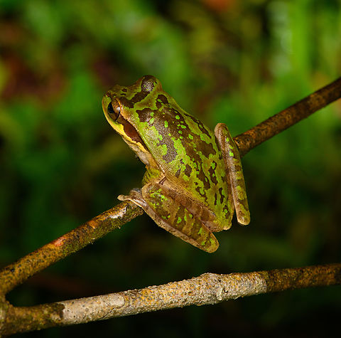 Green Masked Tree Frog - back side, San Cipriano Reserve, Colombia Another nightly encounter with this species. This individual seems unusually green compared to other photos I've seen.
https://www.jungledragon.com/image/145771/green_masked_tree_frog_san_cipriano_reserve_colombia.html
https://www.jungledragon.com/image/145772/green_masked_tree_frog_-_closeup_san_cipriano_reserve_colombia.html Colombia,Colombia 2022,Geotagged,Masked Tree Frog,San Cipriano Reserve,Smilisca phaeota,South America,Summer,World