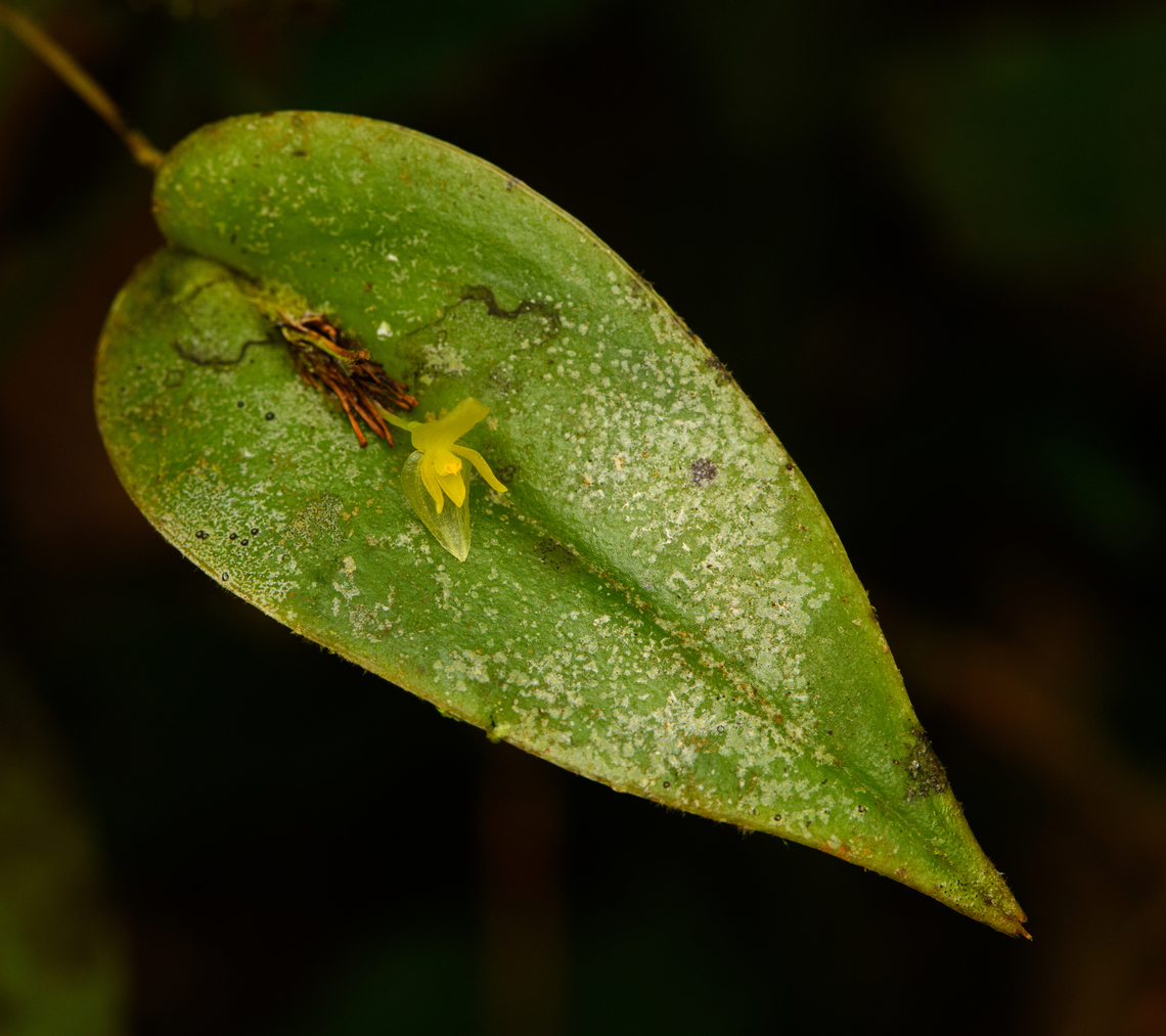 Pleurothallis baudoensis, San Cipriano Reserve, Colombia <figure class="photo"><a href="https://www.jungledragon.com/image/145775/pleurothallis_baudoensis_-_closeup_san_cipriano_reserve_colombia.html" title="Pleurothallis baudoensis - closeup, San Cipriano Reserve, Colombia"><img src="https://s3.amazonaws.com/media.jungledragon.com/images/2/145775_thumb.jpg?AWSAccessKeyId=05GMT0V3GWVNE7GGM1R2&Expires=1769040010&Signature=fATNfkZE8k00NMUMDmxBJq7RmR4%3D" width="200" height="172" alt="Pleurothallis baudoensis - closeup, San Cipriano Reserve, Colombia https://www.jungledragon.com/image/145774/pleurothallis_baudoensis_san_cipriano_reserve_colombia.html Colombia,Colombia 2022,Geotagged,Pleurothallis baudoensis,San Cipriano Reserve,South America,Summer,World" /></a></figure> Colombia,Colombia 2022,Geotagged,Pleurothallis baudoensis,San Cipriano Reserve,South America,Summer,World