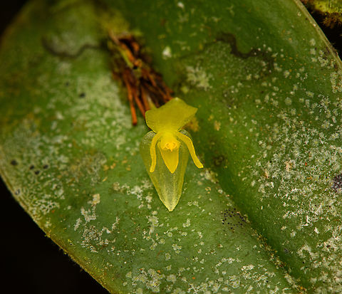 Pleurothallis baudoensis