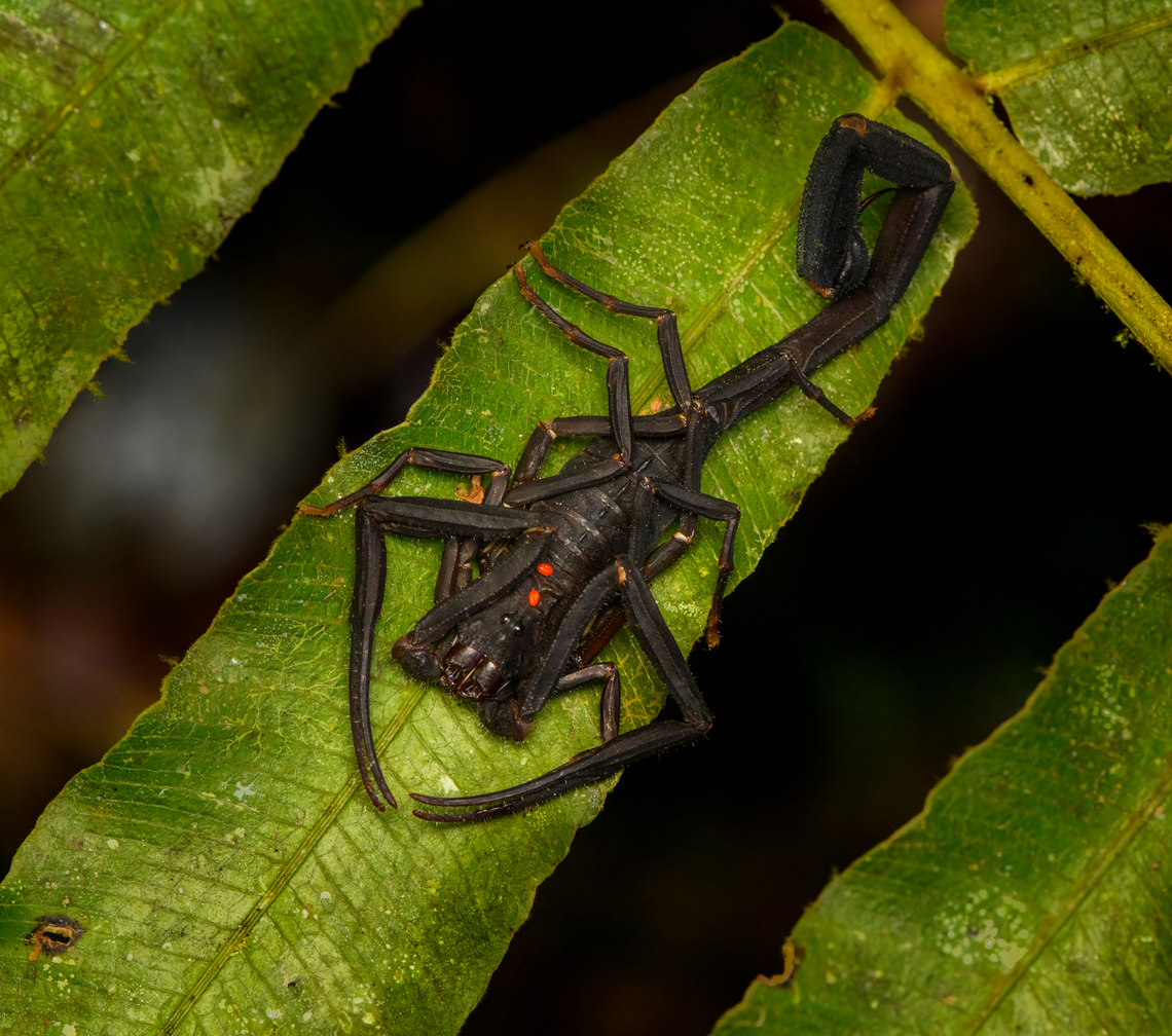 Tityus rosenbergi, San Cipriano Reserve, Colombia Infested with two mites. Colombia,Colombia 2022,Geotagged,San Cipriano Reserve,South America,Summer,Tityus rosenbergi,World