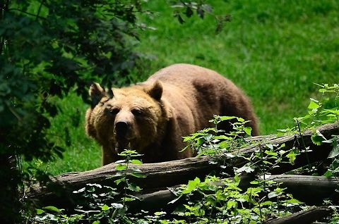 Brown Bear (Ursus arctos) Adule male brown bear excited by upcoming feeding. Bear,Brown Bear,Brown bear,Mammals,Rhenen Zoo,Ursidae,Ursus arctos