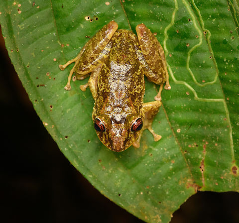 Pristimantis latidiscus - top view, San Cipriano Reserve, Colombia This is the female. ID by Andrés Mauricio Forero-Cano.
https://www.jungledragon.com/image/145803/pristimantis_latidiscus_san_cipriano_reserve_colombia.html Colombia,Colombia 2022,Disc Robber Frog,Geotagged,Pristimantis latidiscus,San Cipriano Reserve,South America,Summer,World