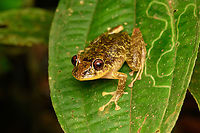 Pristimantis latidiscus, San Cipriano Reserve, Colombia This is the female. ID by Andr&eacute;s Mauricio Forero-Cano.<br />
https://www.jungledragon.com/image/145802/pristimantis_latidiscus_-_top_view_san_cipriano_reserve_colombia.html Colombia,Colombia 2022,Geotagged,Pristimantis latidiscus,San Cipriano Reserve,South America,Summer,World
