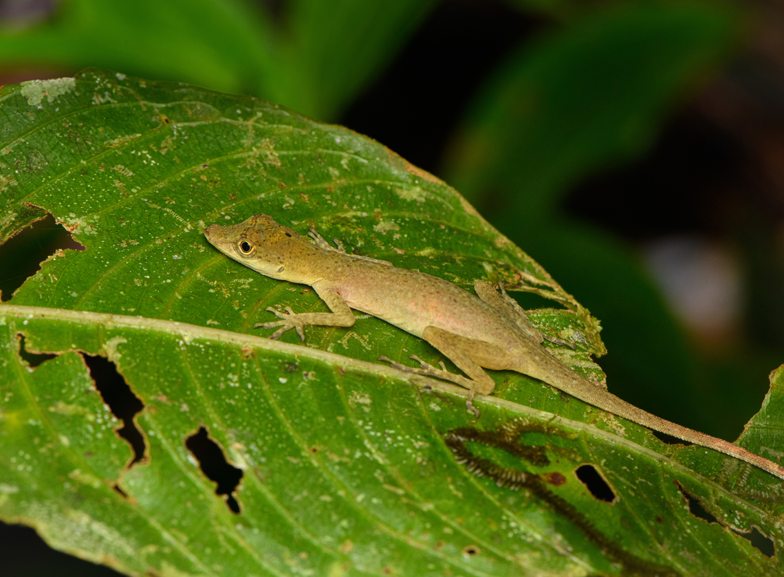 Blotchbelly Anole, San Cipriano Reserve, Colombia  Anolis maculiventris,Colombia,Colombia 2022,Geotagged,San Cipriano Reserve,South America,Summer,World