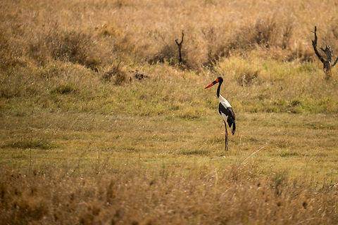 Saddle-billed Stork in Serengeti grasslands Our only spotting of this Stork in Tanzania, I wish we could come closer. Africa,Ephippiorhynchus senegalensis,Saddle-billed Stork,Serengeti Central,Serengeti National Park,Serengeti area,Tanzania