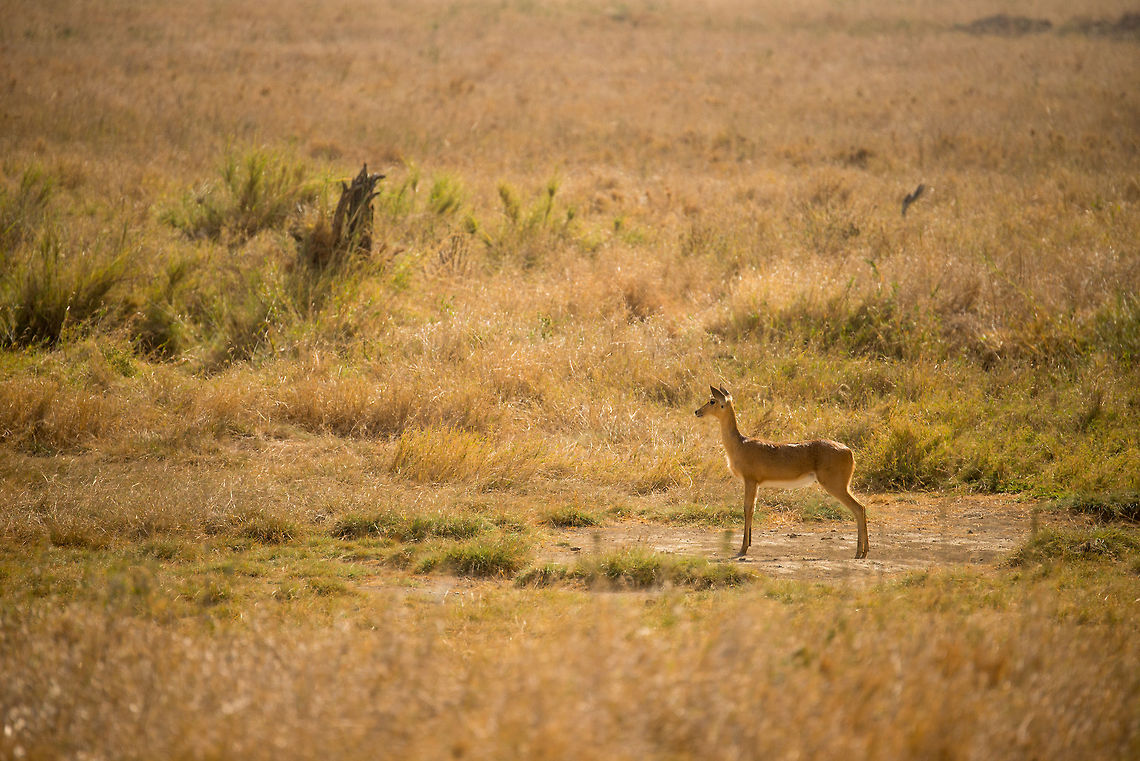 Reedbuck standing pose, Serengeti This reedbuck is making a very confident pose, yet they are very shy animals that fall back to the reed at the slightest suspicion of danger. Africa,Bohor reedbuck,Redunca redunca,Serengeti Central,Serengeti National Park,Serengeti area,Tanzania