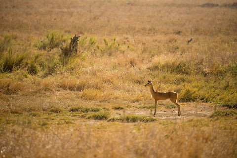 Reedbuck standing pose, Serengeti This reedbuck is making a very confident pose, yet they are very shy animals that fall back to the reed at the slightest suspicion of danger. Africa,Bohor reedbuck,Redunca redunca,Serengeti Central,Serengeti National Park,Serengeti area,Tanzania