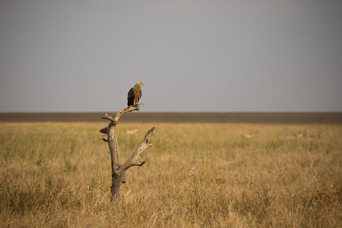 Tawny Eagle on the lookout on tree trunk, Serengeti The landscape in the background gives a good idea about how flat the Serengeti really can be. Africa,Aquila rapax,Serengeti Central,Serengeti National Park,Serengeti area,Tanzania,Tawny Eagle